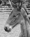 Tiere Holland 6 - 2013 _SAM_2033 als Smartobjekt-1 als Smartobjekt-1 Kopie